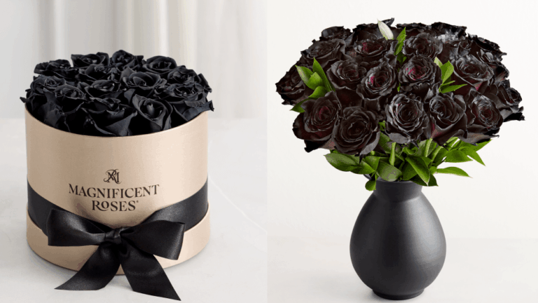 giving-black-roses-could-make-you-a-trendsetter-this-valentine’s-day,-according-to-latest-report