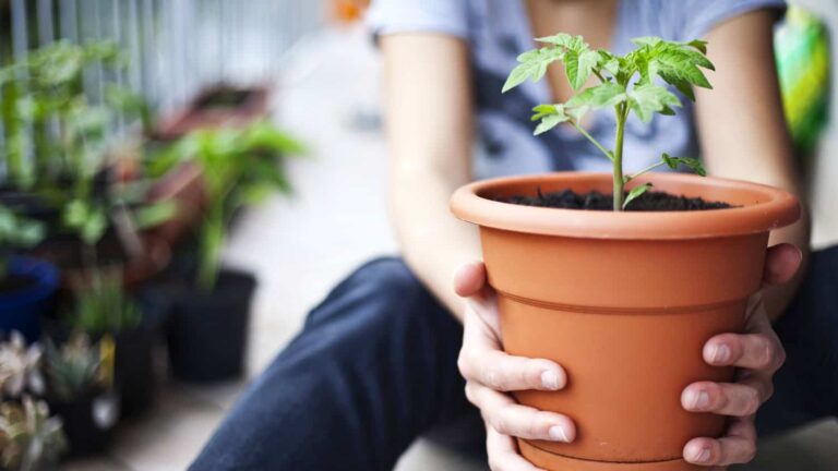 how-to-use-container-gardening-to-grow-organic-vegetables-|-sixty-and-me-–-from-sixtyandme.com