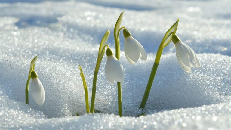 the-magic-of-springtime-|-sixty-and-me-–-from-sixtyandme.com