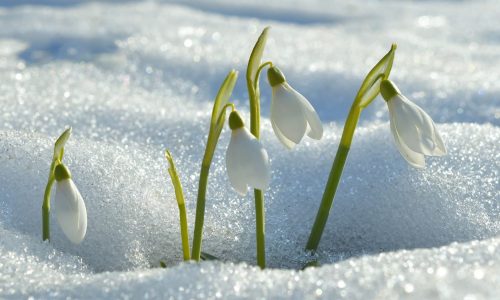 the-magic-of-springtime-|-sixty-and-me-–-from-sixtyandme.com